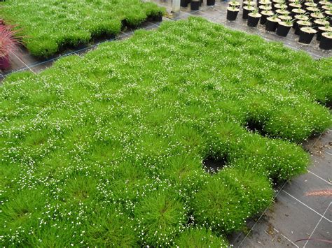 Sagina subulata comme tapis végétal