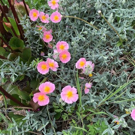 Helianthemum en rocaille