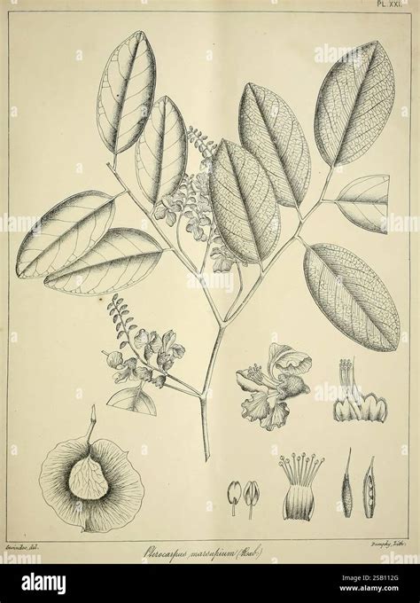 Illustration botanique du Griffonia simplicifolia montrant ses feuilles et ses gousses caractéristiques