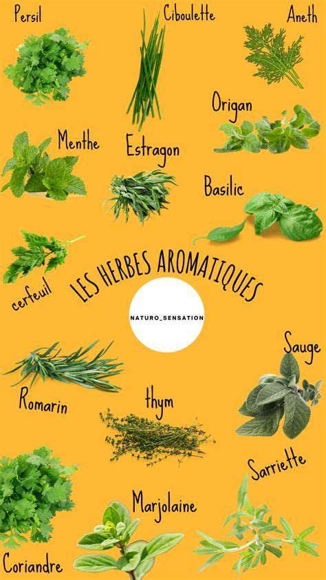 Schéma d'association de plantes aromatiques selon leurs besoins en eau et en lumière