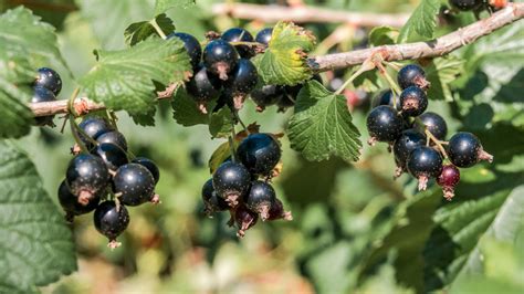 Feuilles et fruits de cassis