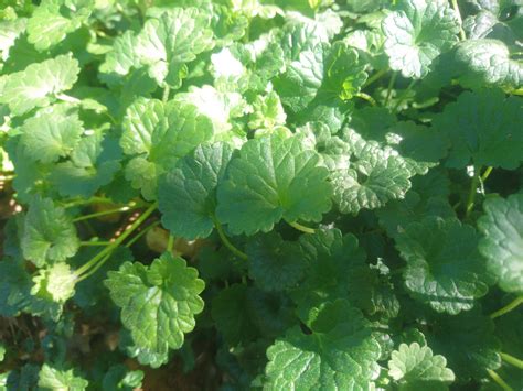 Feuille de lierre terrestre