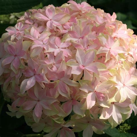 Photographie rapprochée d'une fleur d'Hortensia macrophylla 'You&Me'