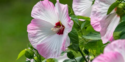 Schéma illustrant les trois types d'hibiscus : Hibiscus moscheutos, Hibiscus rosa-sinensis et Hibiscus syriacus