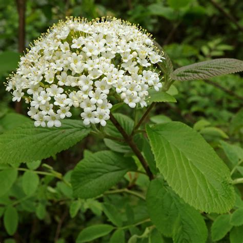 Viorne lantane en fleurs dans son milieu naturel