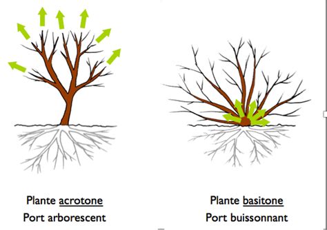 Schéma explicatif de la croissance acrotone versus basytone pour la taille des haies