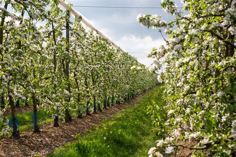Vergers en fleurs dans les Yvelines au printemps