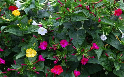 fleurs de belle de jour dans un jardin ensoleillé