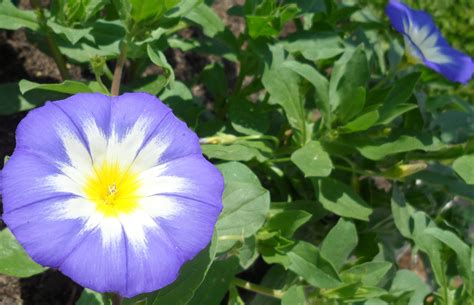 photo macro d'une fleur de belle de jour ouverte
