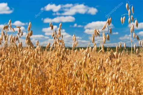 Champ d'avoine mature avec ses panicules caractéristiques