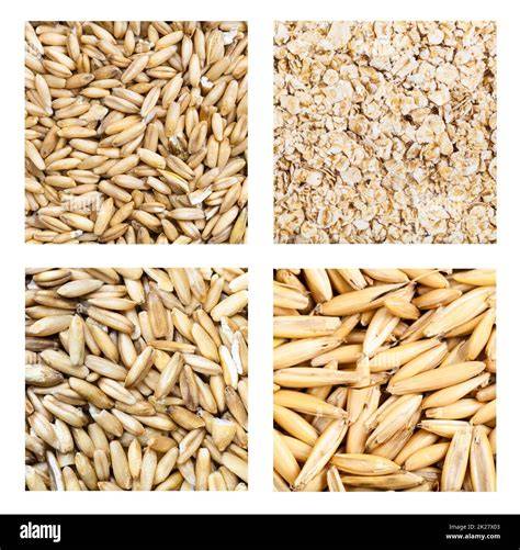 Grains d'avoine récoltés et séchés