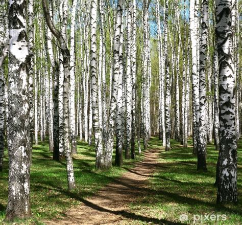 Forêt de bouleaux au printemps