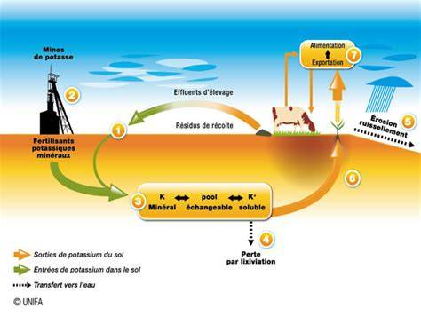 Schéma illustrant le cycle du potassium dans le sol et son absorption par les racines des plantes