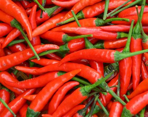 Illustration montrant l'application de piment de Cayenne autour des bulbes