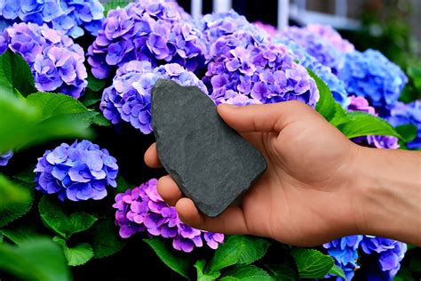 Illustration montrant l'utilisation de l'ardoise pilée au pied d'un hortensia
