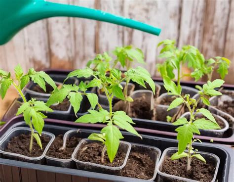 Illustration montrant le repiquage des jeunes plants de tomates
