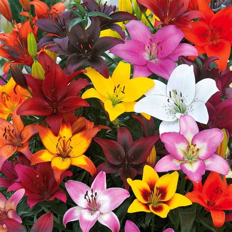 Champ de lys en fleurs aux couleurs variées