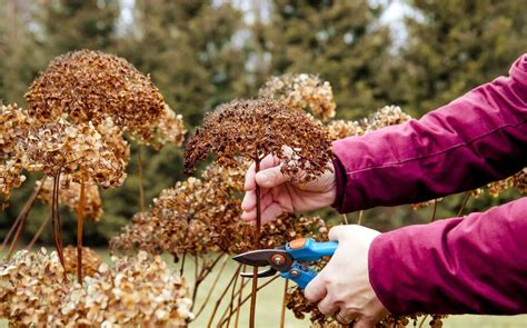Conseils d'entretien : tuteurage et taille des fleurs fanées