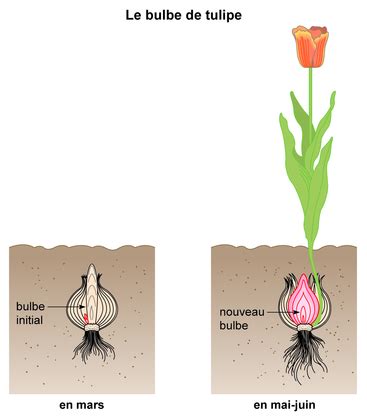 schéma explicatif de la différence entre un bulbe à couches et un tubercule
