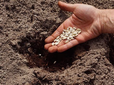 Schéma illustrant la profondeur idéale de semis pour les haricots nains