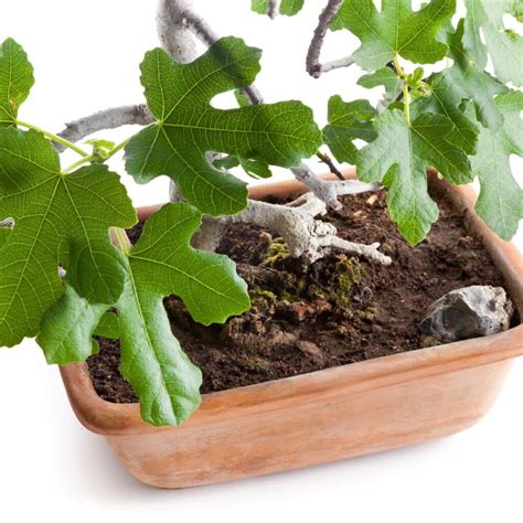 Plan plantation figuier de Barbarie sol drainant