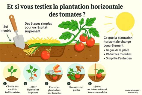 Schéma montrant la plantation horizontale pour favoriser l'enracinement
