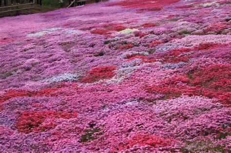 Plantes couvre-sol fleuries formant un tapis végétal