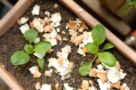 Coquilles d'œufs broyées disposées autour de plants