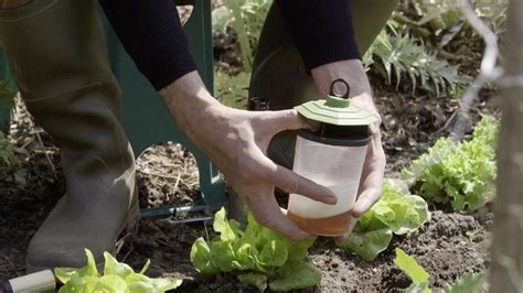 Piège à bière enterré dans un potager