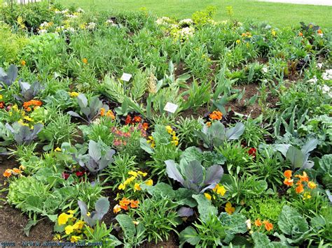 Potager avec diverses plantes répulsives
