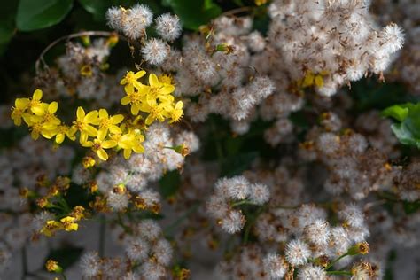 Gros plan sur les fleurs jaunes verdâtres du lierre