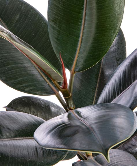 Gros plan sur les feuilles brillantes d'un Ficus Elastica