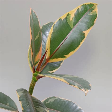 Comparaison des différentes variétés de Ficus Elastica