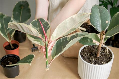 Un Ficus Elastica placé près d'une fenêtre avec une lumière diffuse