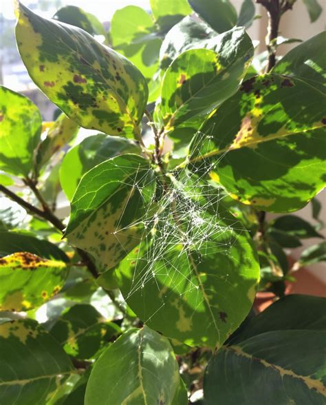 Illustration des différentes maladies et parasites du Ficus Elastica
