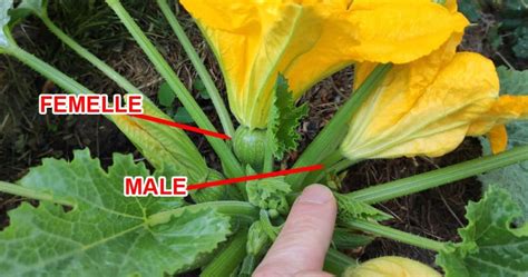 Fleurs de courgettes mâles et femelles