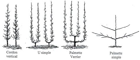 Exemples de formes d'arbres fruitiers palissés