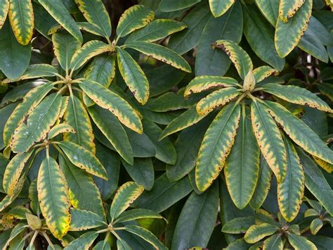 Schéma d'une feuille de rhododendron avec indication des zones sensibles au soleil