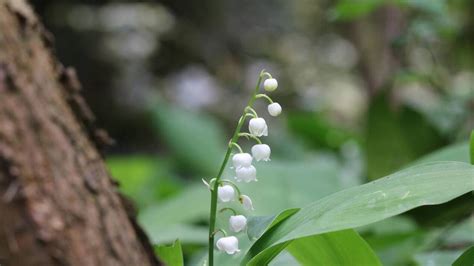 Plan rapproché d'un brin de muguet en fleurs dans un sous-bois