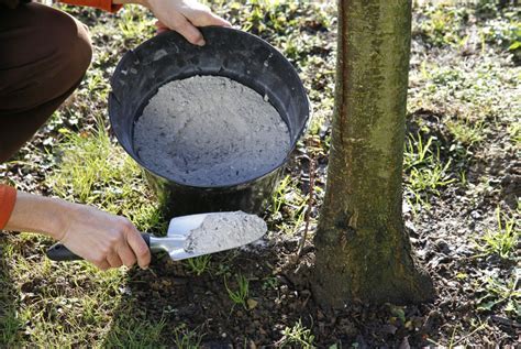 Cendres de bois dans un jardin