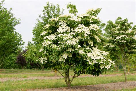 Bonsaï de Cornus Kousa Chinensis en fleurs