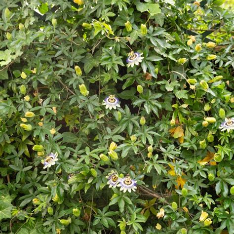 Passiflore grimpant sur une pergola ensoleillée