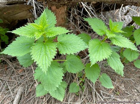 Plantes d'ortie