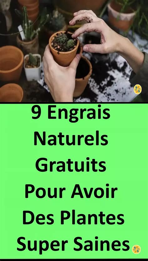 Plantes en extérieur recevant de l'engrais naturel
