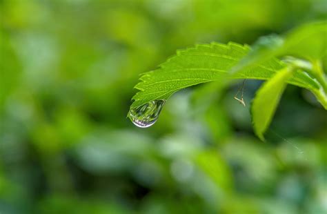 Goutte d'eau tombant sur une feuille de potentille