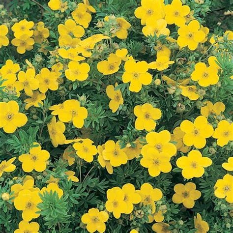 Collection de différentes variétés de fleurs de potentille