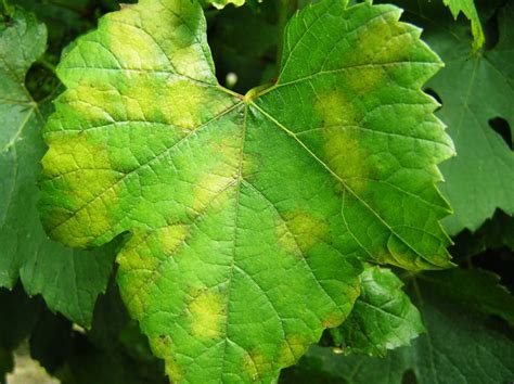 Feuille de vigne atteinte de mildiou avec taches huileuses et duvet blanc