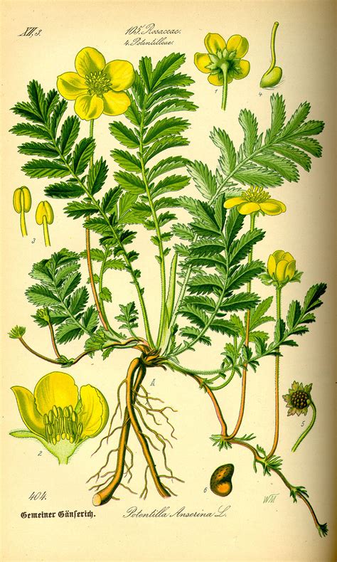 Illustration botanique de la Potentille ansérine avec ses stolons rampants et ses fleurs jaunes