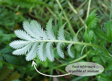 Feuillage argenté de la Potentille ansérine et ses feuilles pennées