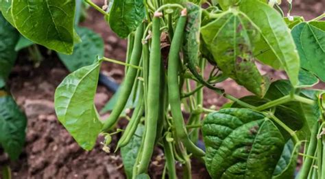 Illustration d'un potager avec des rangs de haricots verts bien alignés